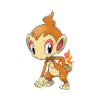 chimchar