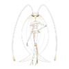 pheromosa